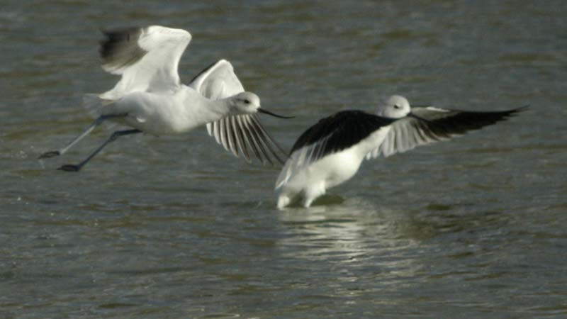 American avocets taking off
