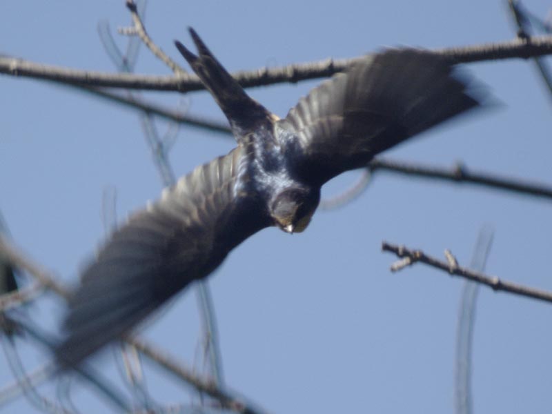 Barn swallow takeoff