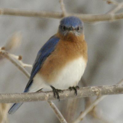 Direct stare of the eastern bluebird