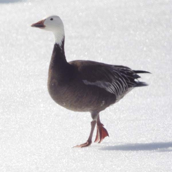 Blue snow goose on ice