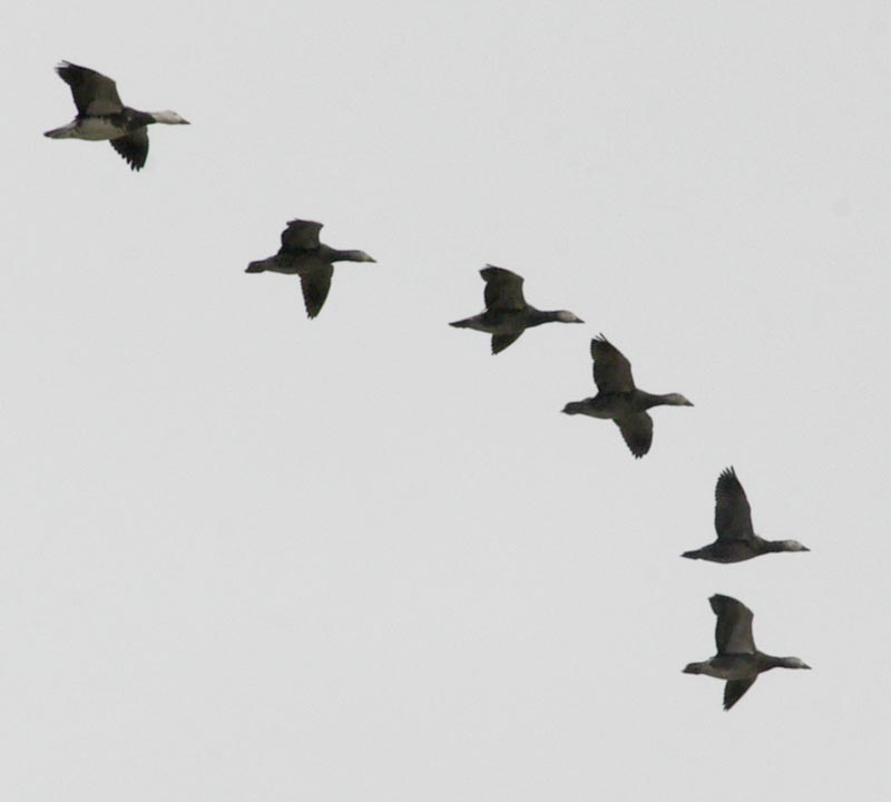 Flock of blue snow geese