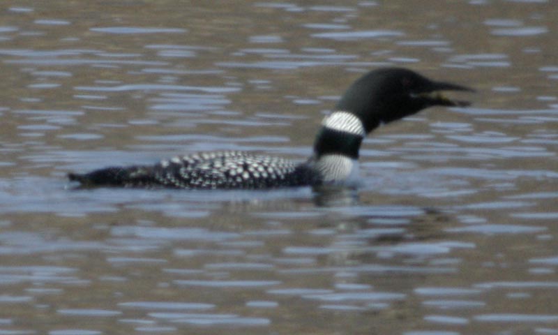 Common loon swallowing