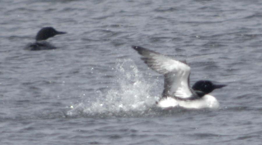 Common loon charge