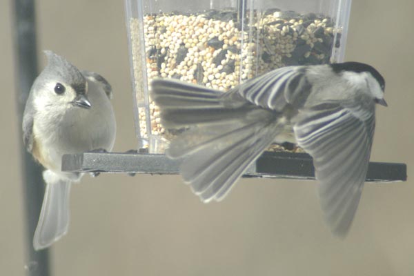 Tufted titmouse and chickadee