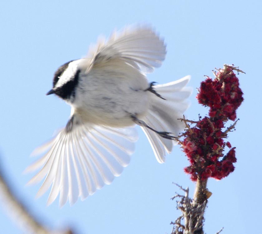Black-capped chickadee taking off