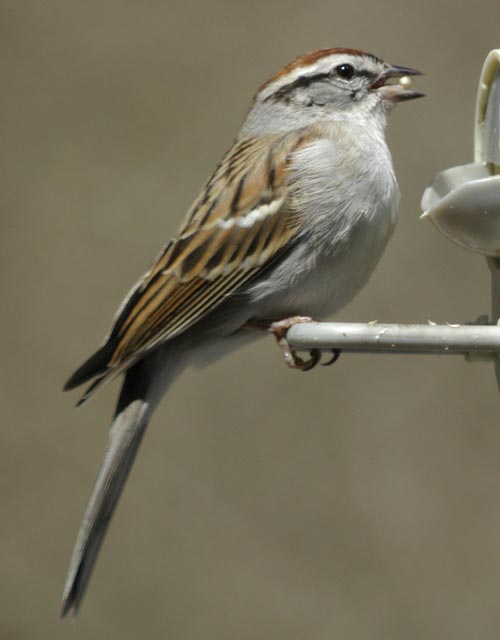 Chipping sparrow, profile