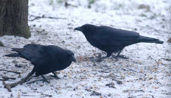 Backyard crows