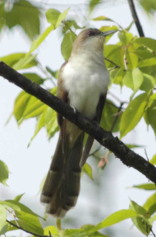 Black-billed cuckoo: right