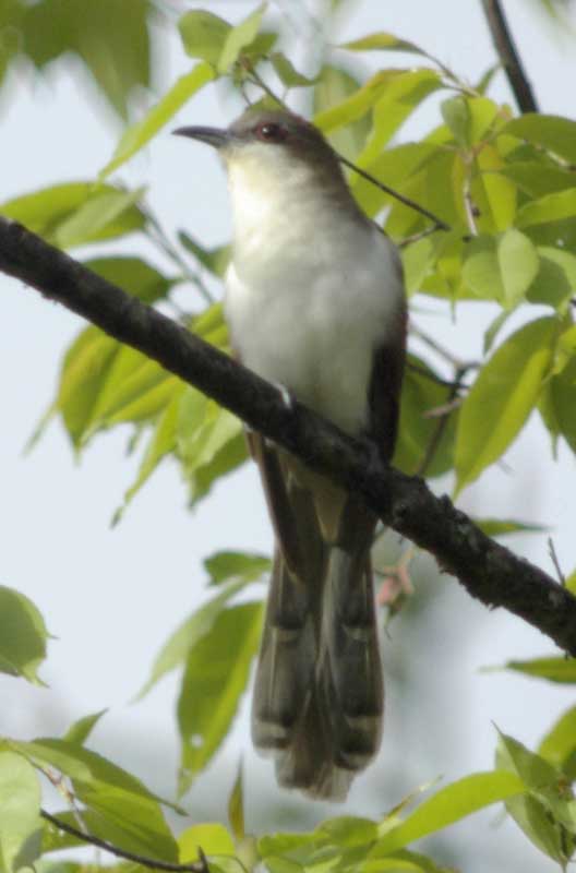 Black-billed cuckoo: left