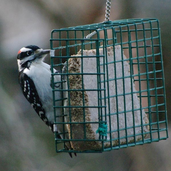 Hairy woodpecker (male) on the large suet