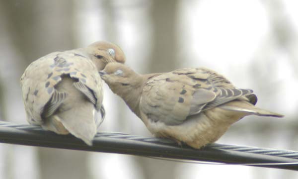 Mourning doves kissing