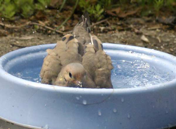 Mourning dove bath