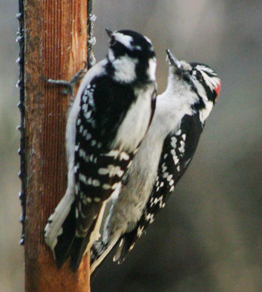 Downy woodpecker upside-down