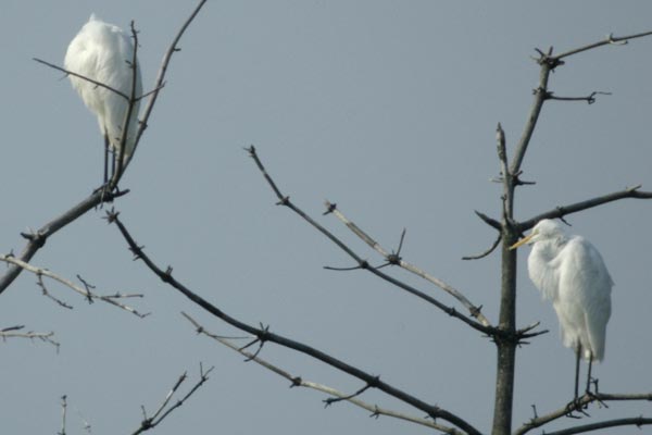 2 great egrets
