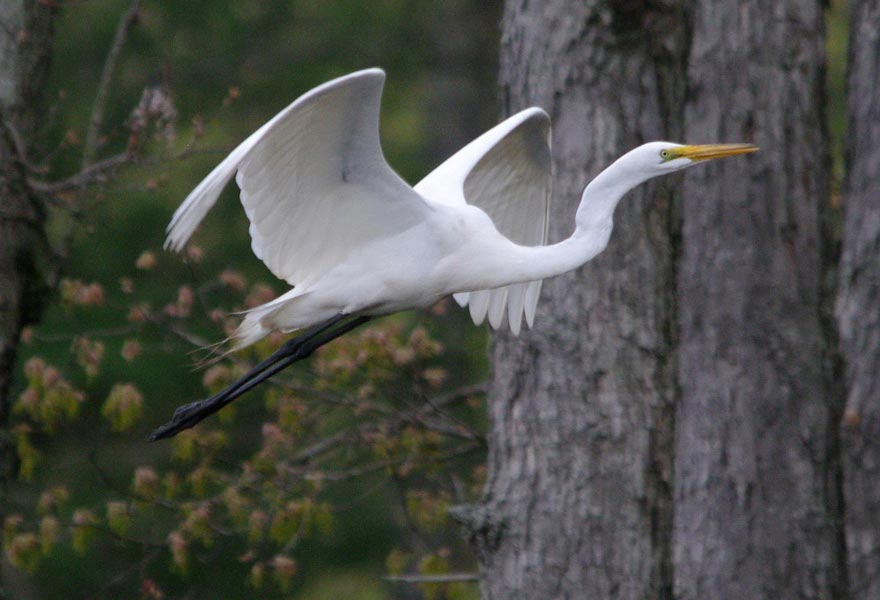 Great egret flying