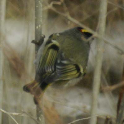 Rear view of golden-crowned kinglet