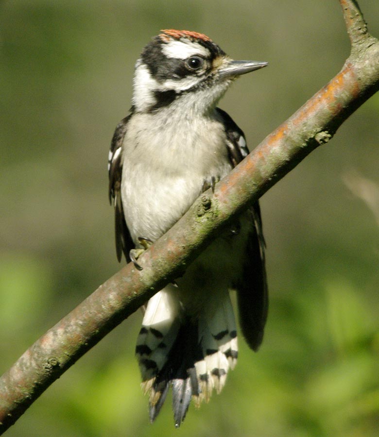 Immature hairy woodpecker