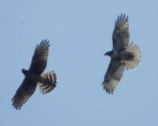 Northern harrier and red-tailed hawk