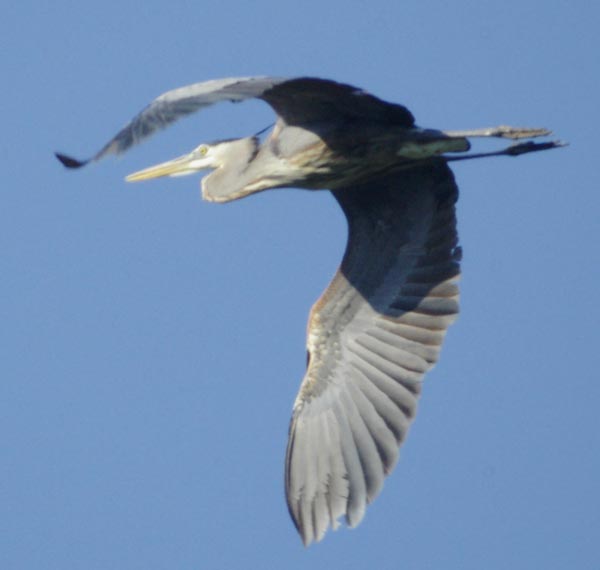 Great blue heron overhead