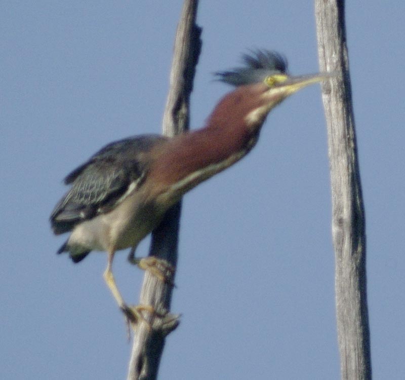 The new, improved green heron