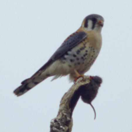 American kestrel with lunch