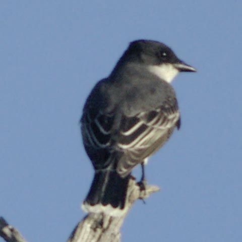 Eastern kingbird, rear