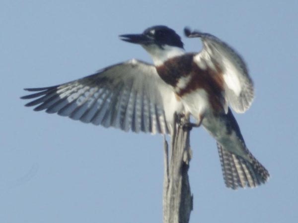 Female belted kingfisher, landing