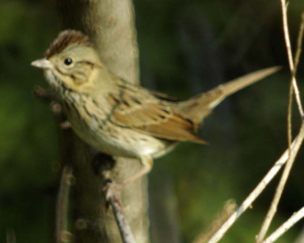 Field sparrow