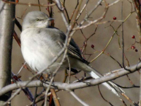 Northern mockingbird portrait