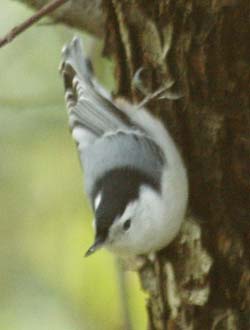 Nuthatch working down the trunk