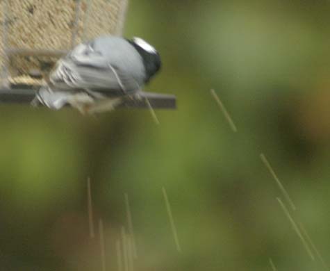Nuthatch tossing seed