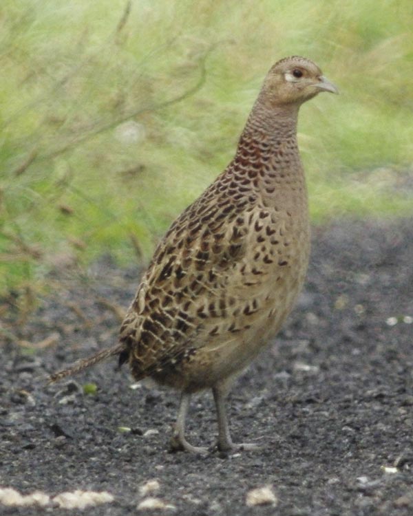 Female ring-necked pheasant, or hen