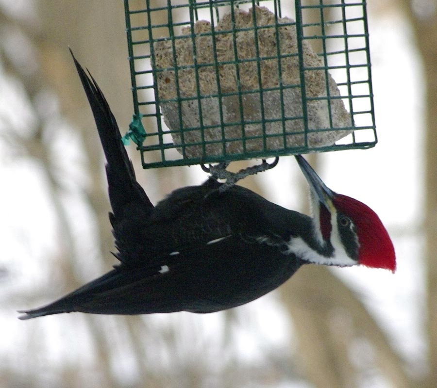 Young male pileated woodpecker