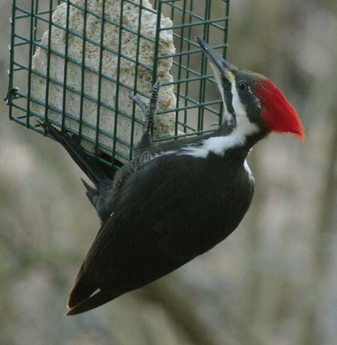 Pileated woodpecker on suet