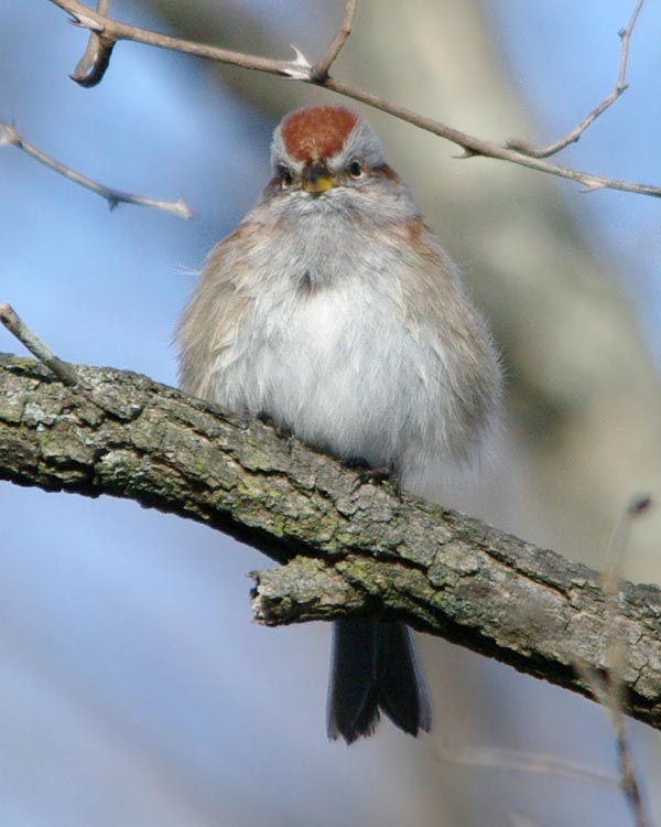 Fluffed out American tree sparrow