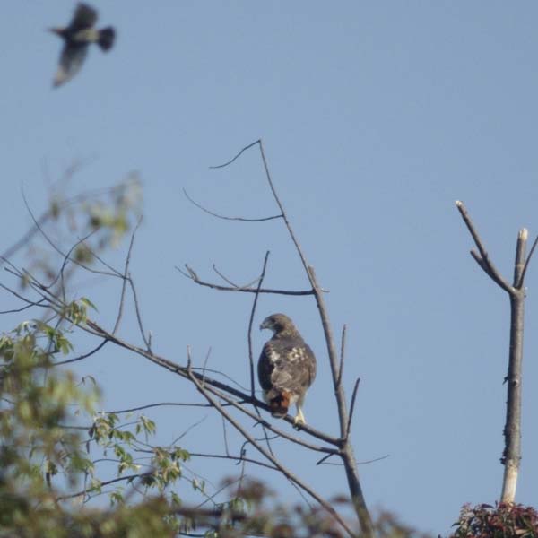 Red-tailed hawk, alone