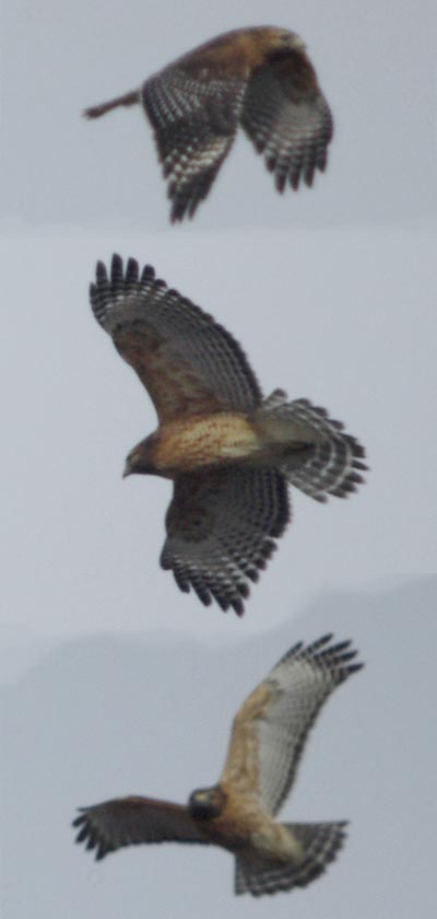 Composite of three red-shouldered hawk flight photos