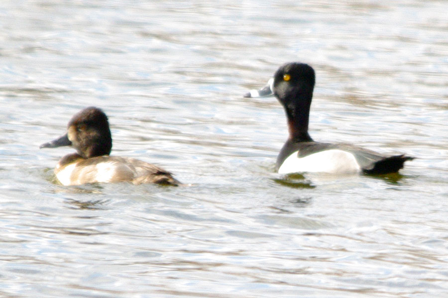 Ring-necked duck couple
