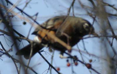 American robin bobbing for berries, 2