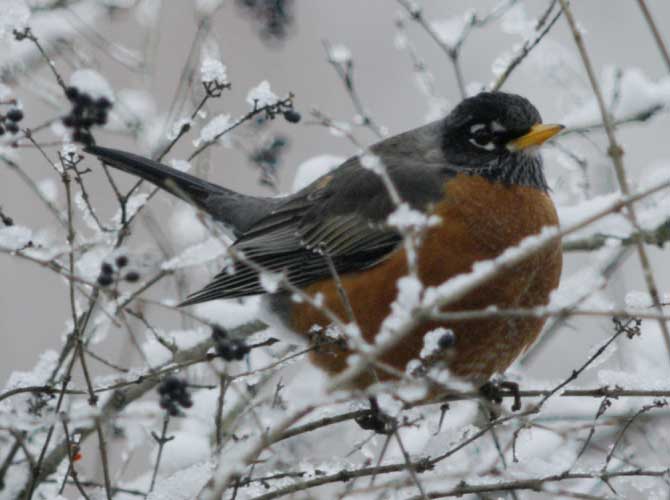 American robin and ice branches