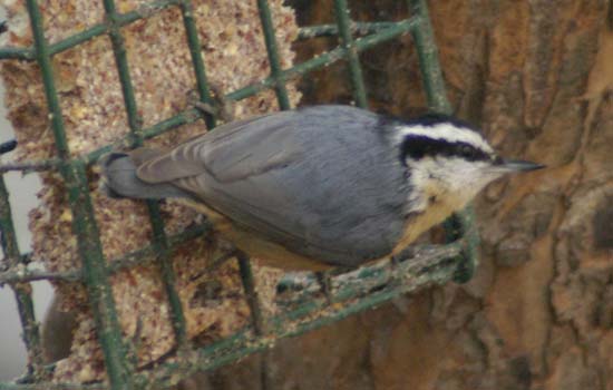 Rose-breasted nuthatch