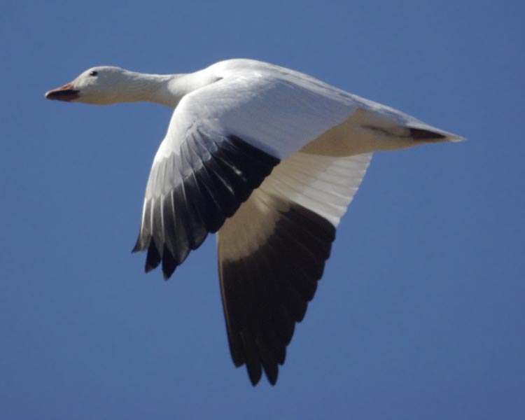 Snow goose flying, wings down