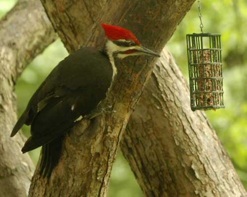 Pileated woodpecker approaching suet