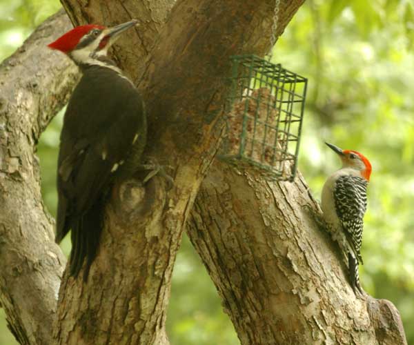 Pileated woodpecker and red-bellied woodpecker sharing suet