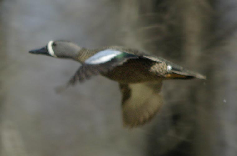 male blue-winged teal flying