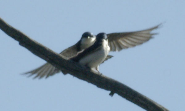 Tree swallow landing