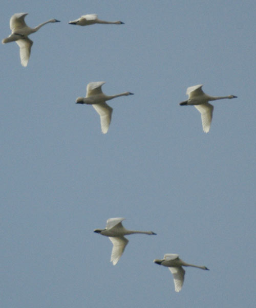 Tundra swans overhead