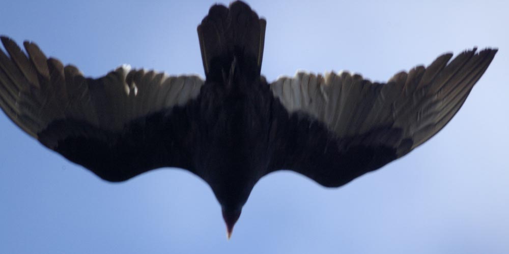 Turkey vulture overhead