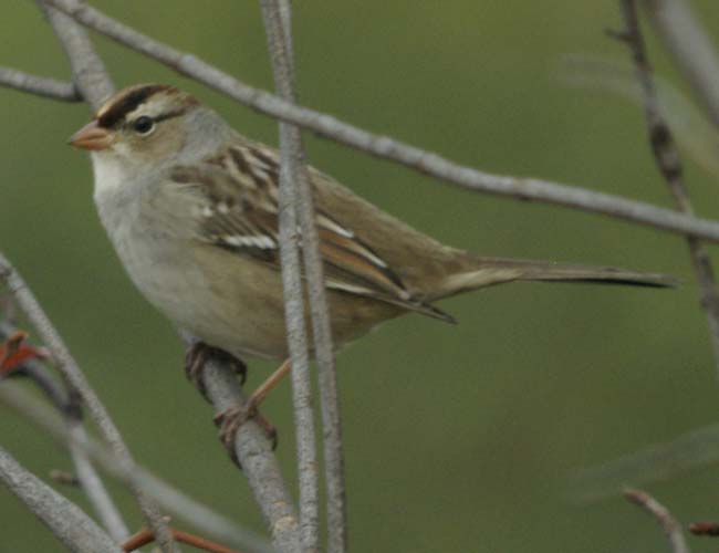 Immature white-crowned sparrow