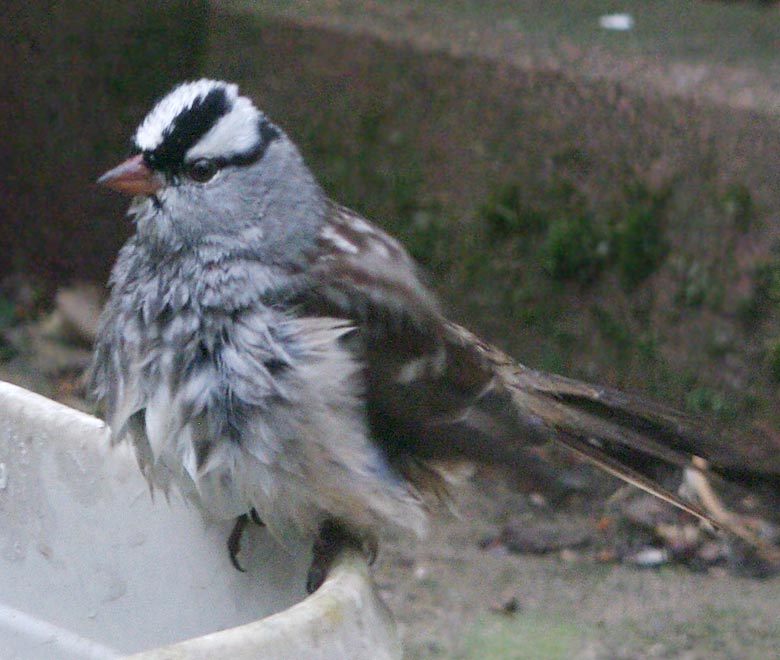 A wet white-crowned sparrow